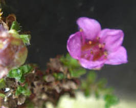 Saxifraga oppositifolia